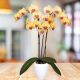Orquidea Amarilla de 2 Varas 