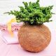 Bonsái  Kokedama Pino